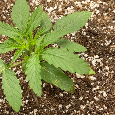 Glue Gelato Auto growlog timeline photo