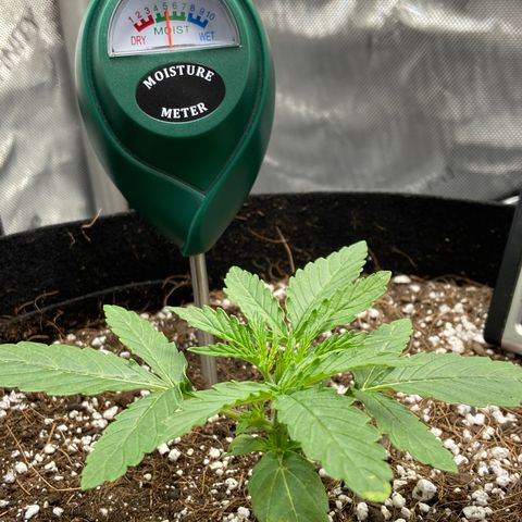Glue Gelato Auto growlog timeline photo