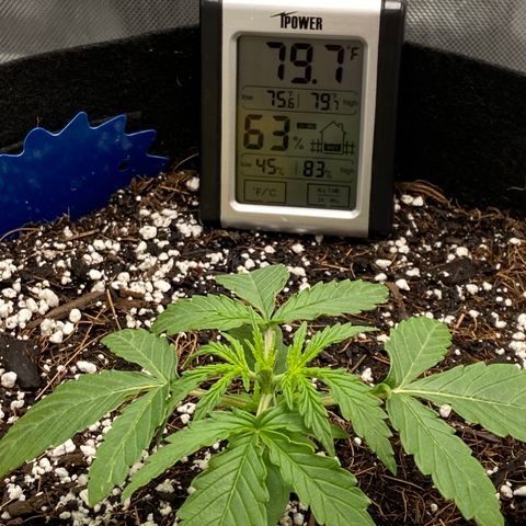 Glue Gelato Auto growlog photo: First big water, looking better