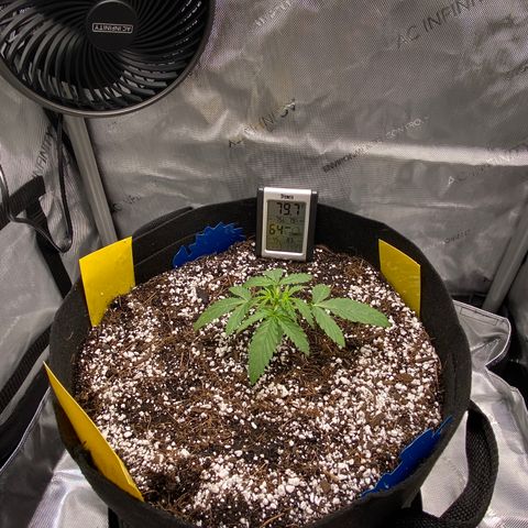 Glue Gelato Auto growlog photo: First big water, looking better