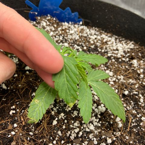 Glue Gelato Auto growlog photo: First big water, looking better