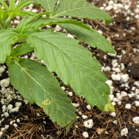 Glue Gelato Auto growlog photo: First big water, looking better
