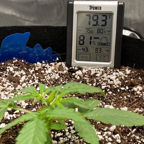 Glue Gelato Auto growlog photo: 80/80