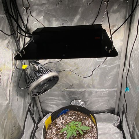 Glue Gelato Auto growlog timeline photo