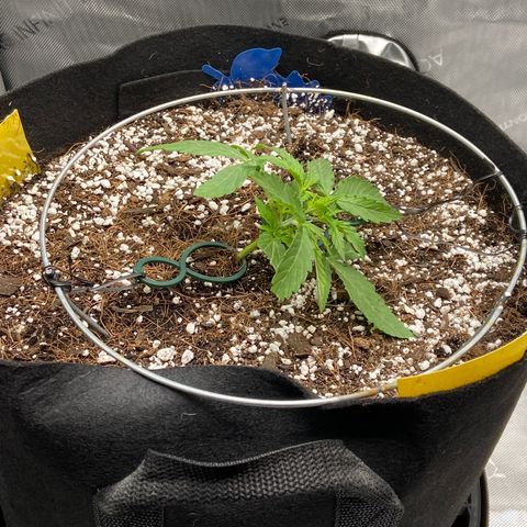 Glue Gelato Auto growlog photo: Day 1 LST. Stalk started to get woody. Would have liked more stretch. 