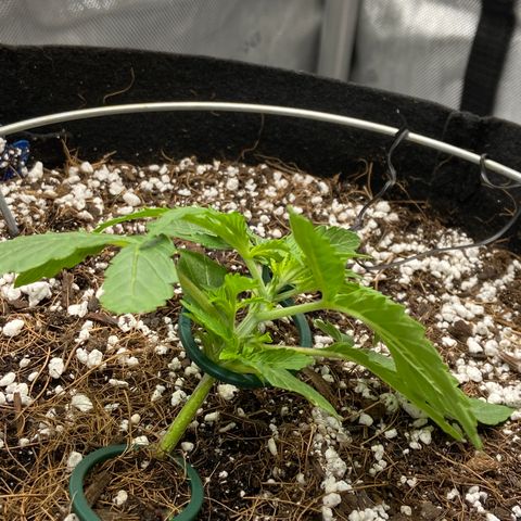 Glue Gelato Auto growlog photo: Day 1 LST. Stalk started to get woody. Would have liked more stretch. 