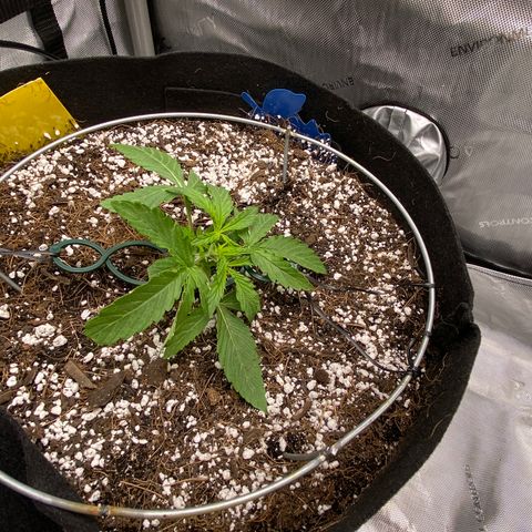 Glue Gelato Auto growlog photo: Day 1 LST. Stalk started to get woody. Would have liked more stretch. 