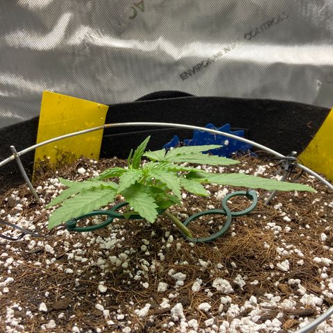 Glue Gelato Auto growlog timeline photo