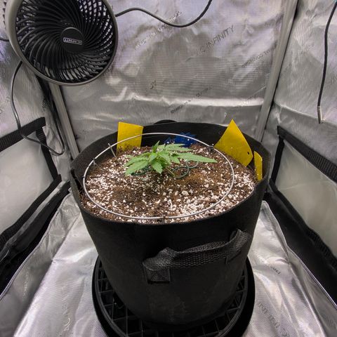Glue Gelato Auto growlog timeline photo