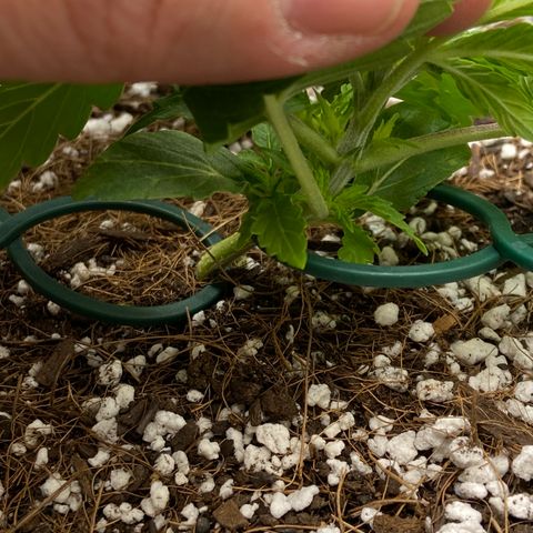 Glue Gelato Auto growlog timeline photo