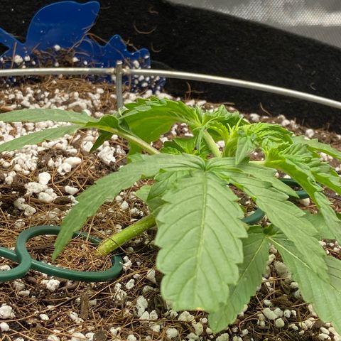 Glue Gelato Auto growlog timeline photo