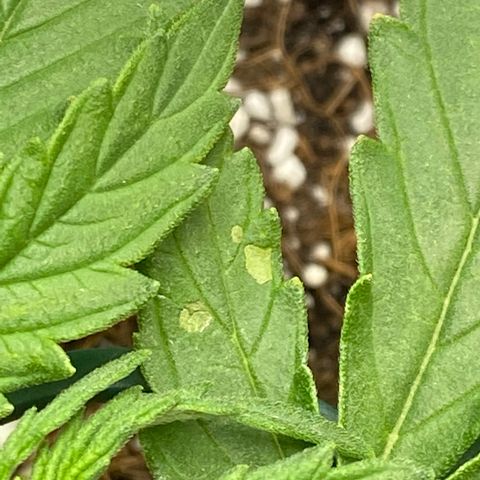 Glue Gelato Auto growlog timeline photo