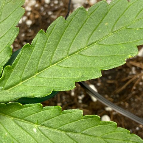 Glue Gelato Auto growlog timeline photo