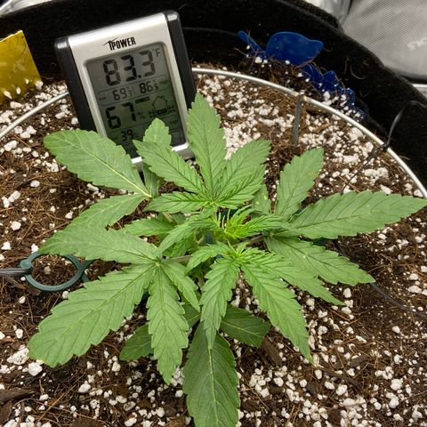 Glue Gelato Auto growlog timeline photo