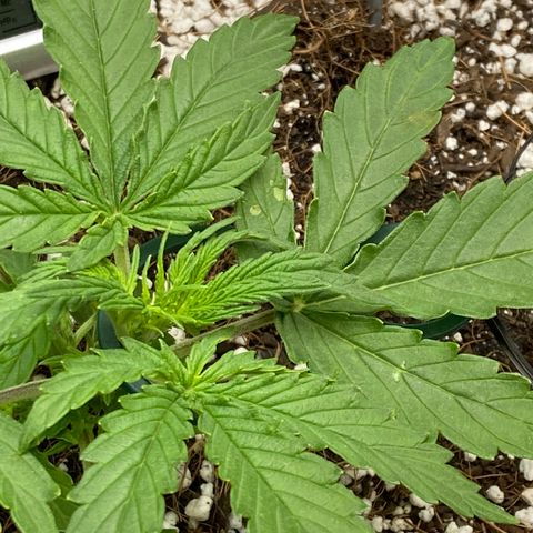Glue Gelato Auto growlog timeline photo