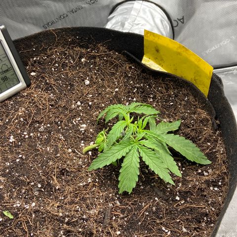 Glue Gelato Auto growlog photo: Did some trimming tonight. One shoot broke. She got a hair cut for sure