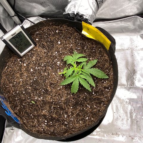 Glue Gelato Auto growlog photo: Did some trimming tonight. One shoot broke. She got a hair cut for sure