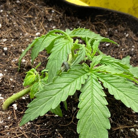 Glue Gelato Auto growlog photo: Did some trimming tonight. One shoot broke. She got a hair cut for sure