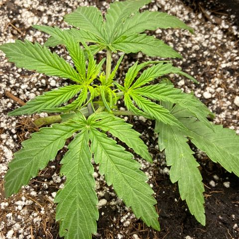 Glue Gelato Auto growlog timeline photo