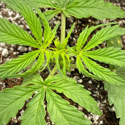 Glue Gelato Auto growlog timeline photo
