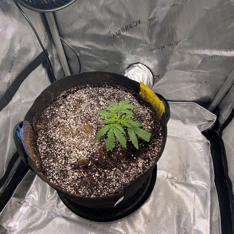 Glue Gelato Auto growlog timeline photo