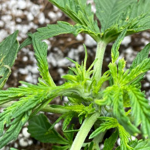 Glue Gelato Auto growlog photo: Heat? Wind? Bugs? Flower?