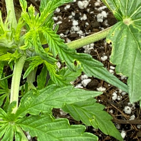 Glue Gelato Auto growlog photo: Heat? Wind? Bugs? Flower?