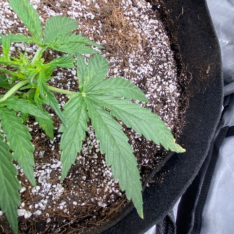 Glue Gelato Auto growlog photo: Heat? Wind? Bugs? Flower?
