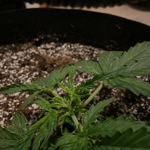 Glue Gelato Auto growlog photo: Heat? Wind? Bugs? Flower?