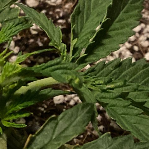 Glue Gelato Auto growlog photo: Heat? Wind? Bugs? Flower?