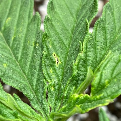 Glue Gelato Auto growlog photo: Heat? Wind? Bugs? Flower?