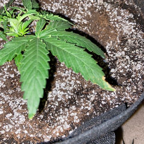 Glue Gelato Auto growlog photo: Heat? Wind? Bugs? Flower?