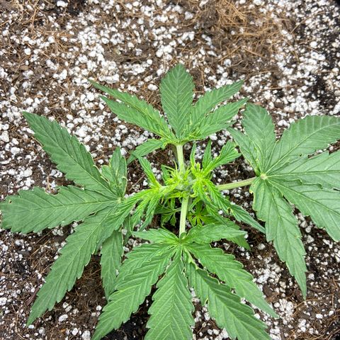 Glue Gelato Auto growlog photo: Heat? Wind? Bugs? Flower?