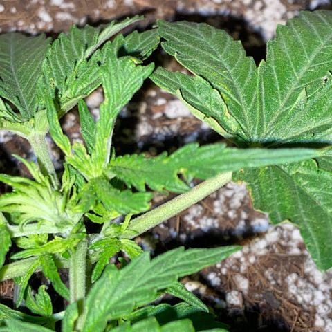 Glue Gelato Auto growlog photo: Heat? Wind? Bugs? Flower?