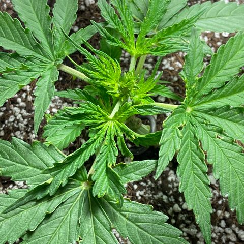 Glue Gelato Auto growlog timeline photo