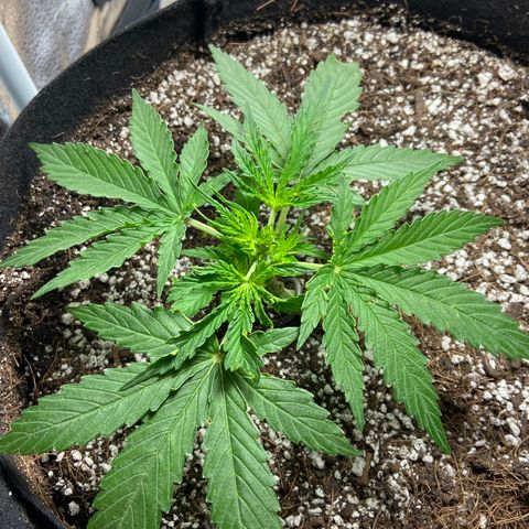 Glue Gelato Auto growlog timeline photo