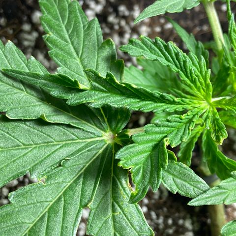 Glue Gelato Auto growlog timeline photo