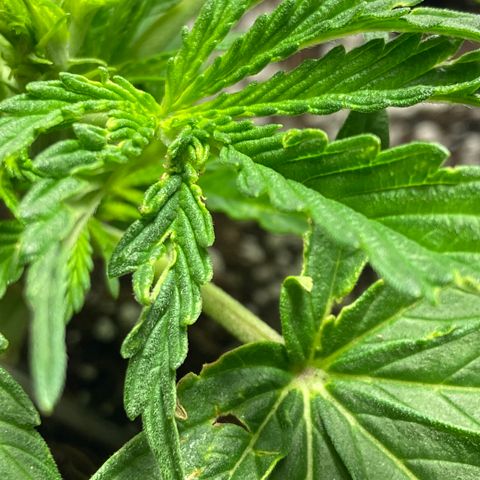 Glue Gelato Auto growlog timeline photo