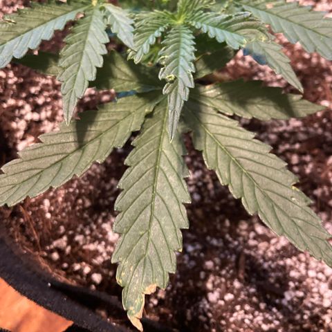 Glue Gelato Auto growlog timeline photo