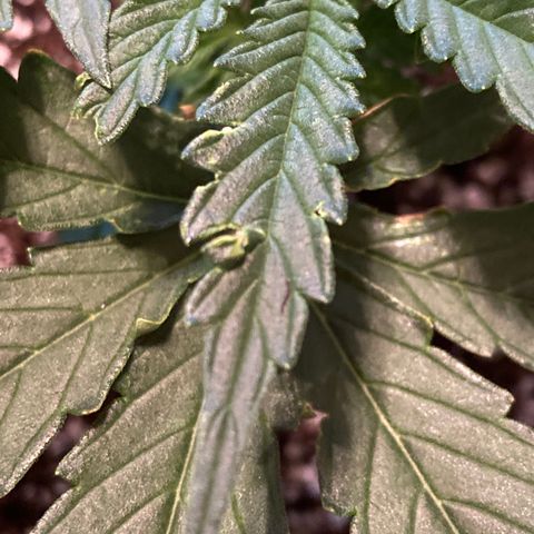 Glue Gelato Auto growlog timeline photo