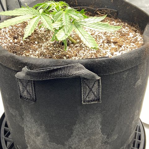 Glue Gelato Auto growlog photo: #sadplant
