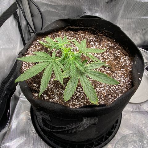 Glue Gelato Auto growlog photo: #sadplant