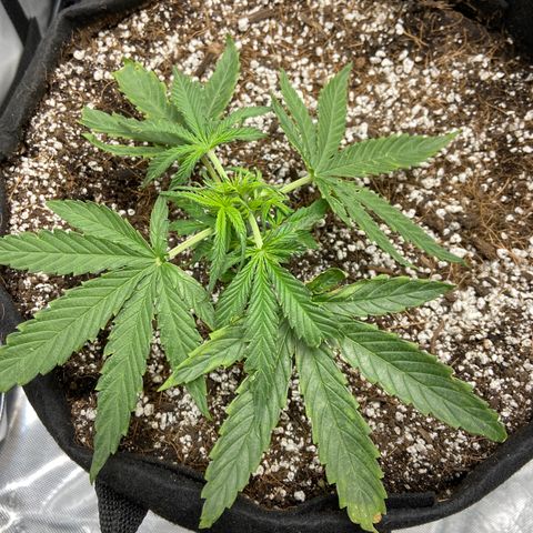 Glue Gelato Auto growlog timeline photo