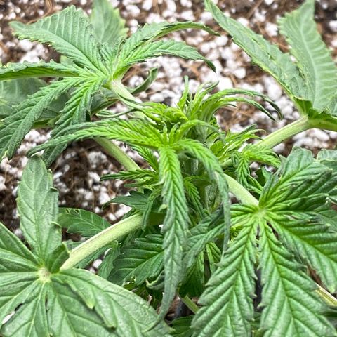 Glue Gelato Auto growlog timeline photo