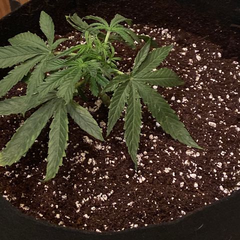 Glue Gelato Auto growlog photo: Replaced top 2-3 inches with fresh soil. Added more yellow blue sticky. She’s so sad
