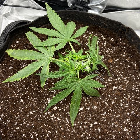 Glue Gelato Auto growlog photo: Pretty intense Lst. I’m just gonna hope for the best at this point. 