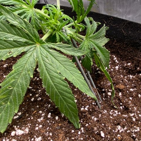 Glue Gelato Auto growlog photo: Pretty intense Lst. I’m just gonna hope for the best at this point. 
