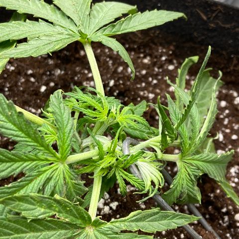 Glue Gelato Auto growlog photo: Pretty intense Lst. I’m just gonna hope for the best at this point. 