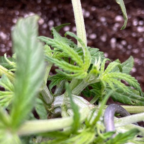 Glue Gelato Auto growlog timeline photo