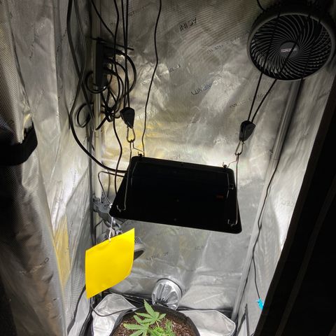 Glue Gelato Auto growlog timeline photo